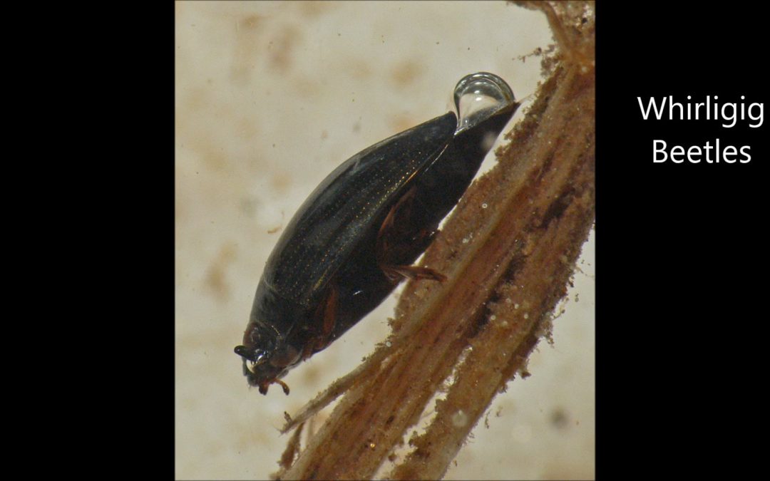 Whirligig Beetles