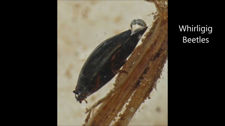 Whirligig Beetles