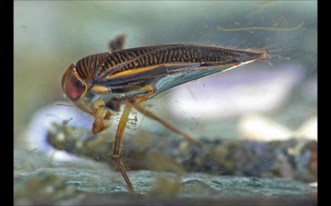 Water Boatmen