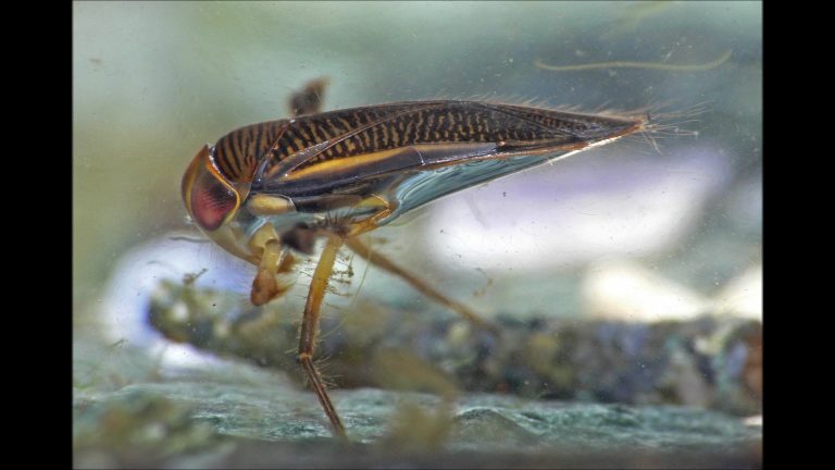 Water Boatmen