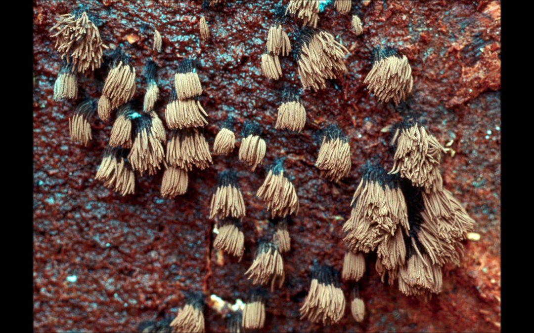 Slime Molds