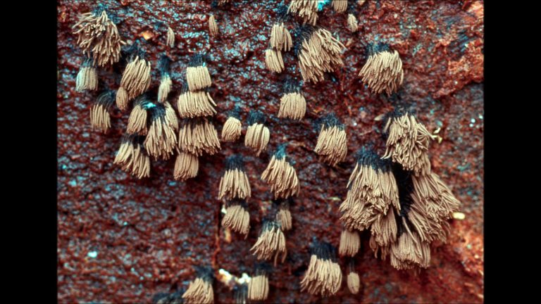Slime Molds