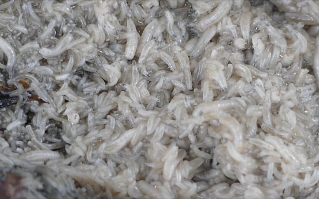 Blow Fly Maggots decomposing a Salmon Carcass