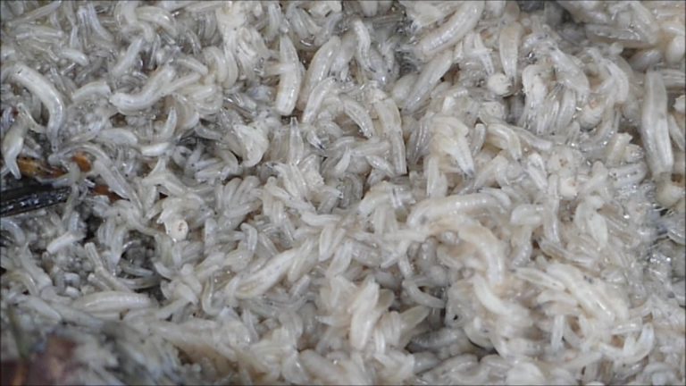 Blow Fly Maggots decomposing a Salmon Carcass