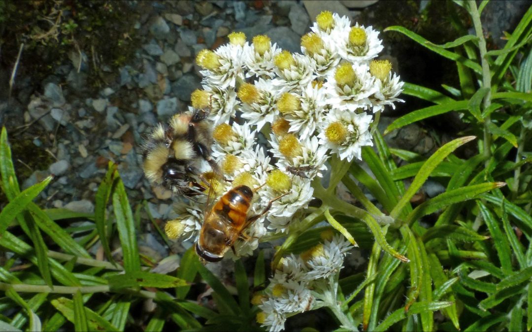 Pearly Everlasting