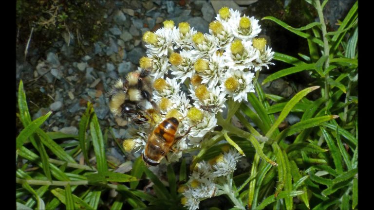 Pearly Everlasting