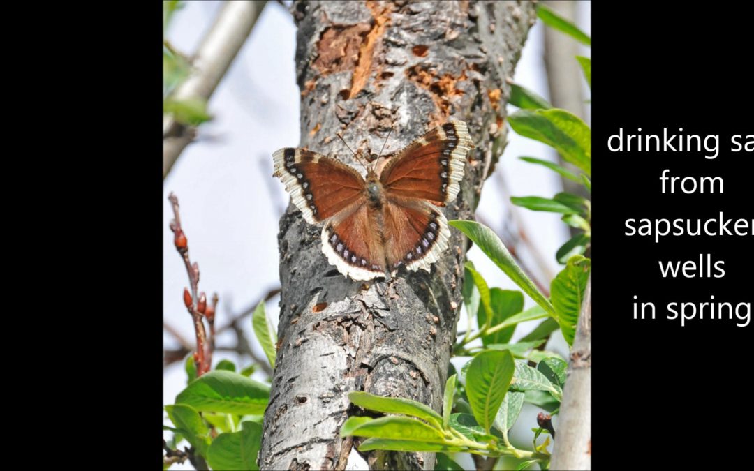 Mourning Cloak Butterfly