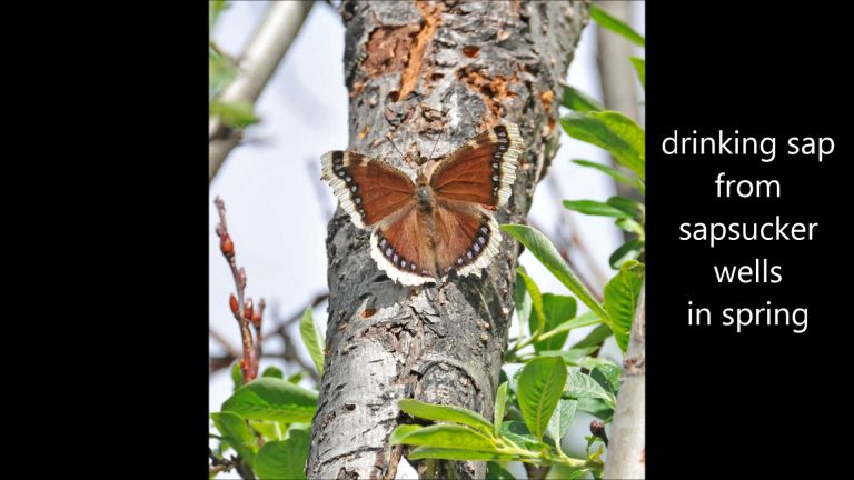 Mourning Cloak Butterfly