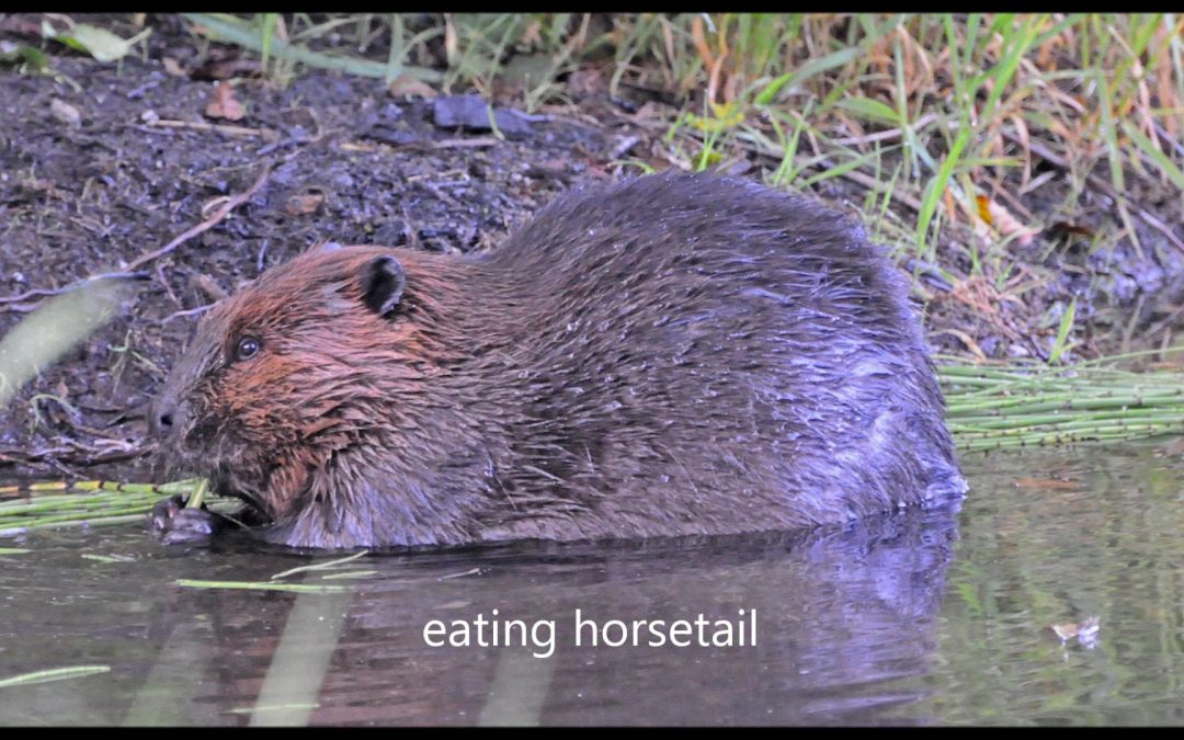 Beavers