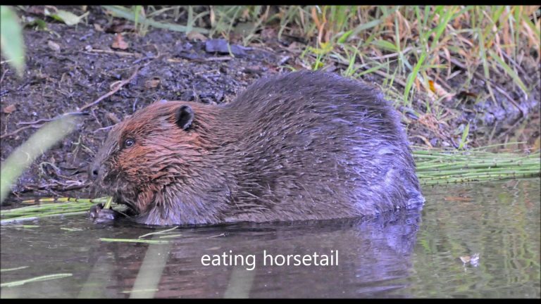 Beavers