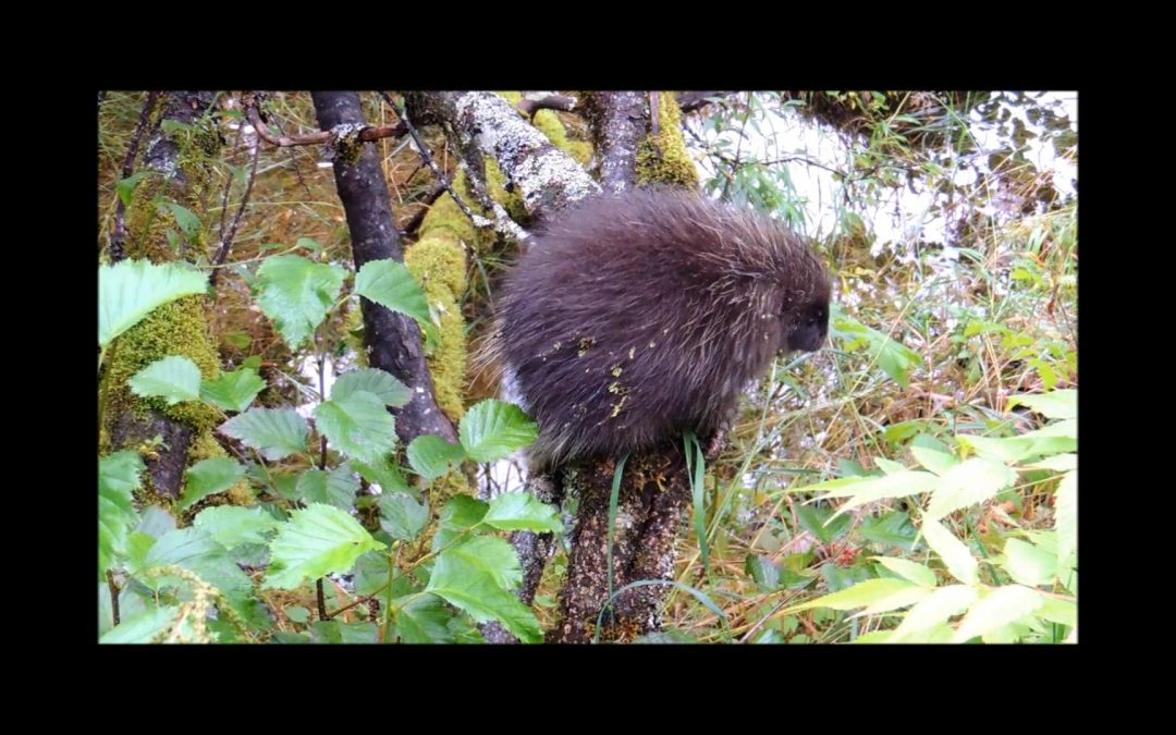 Alder