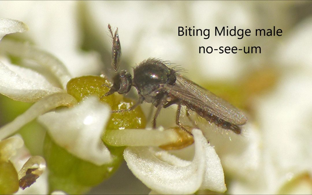 Midges