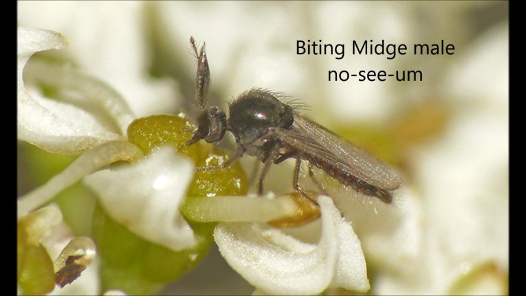 Midges