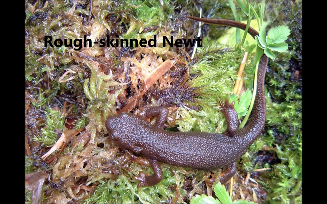 Amphibians in Alaska