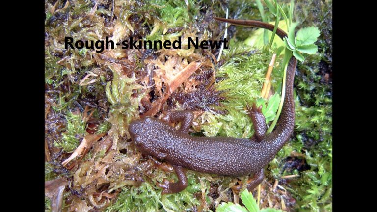 Amphibians in Alaska