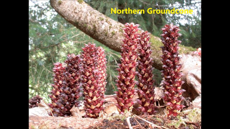 Northern Groundcone