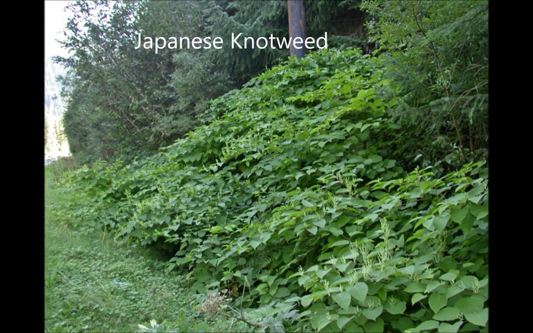 Japanese Knotweed