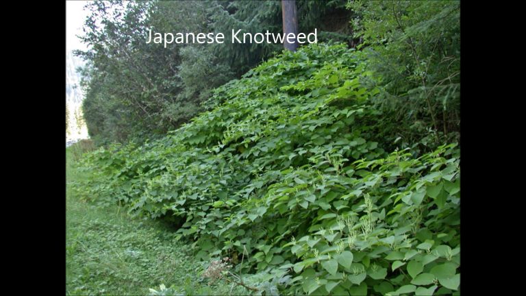Japanese Knotweed