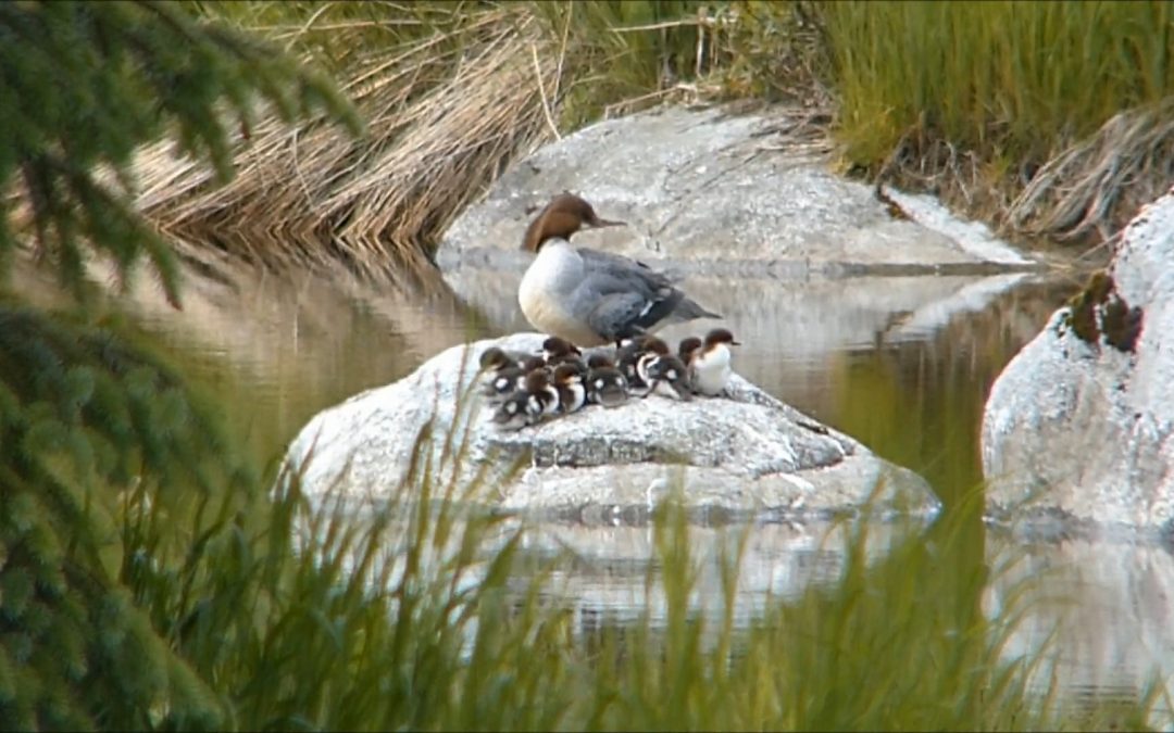 A Beaver Pond is used by