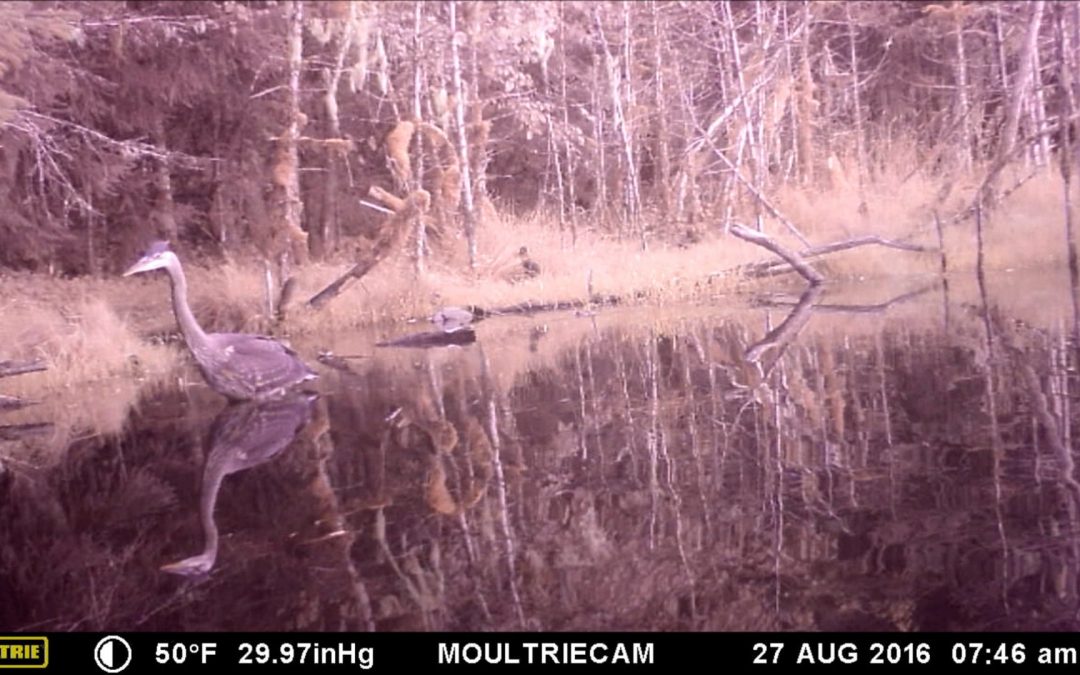 Testing a Digital game Camera