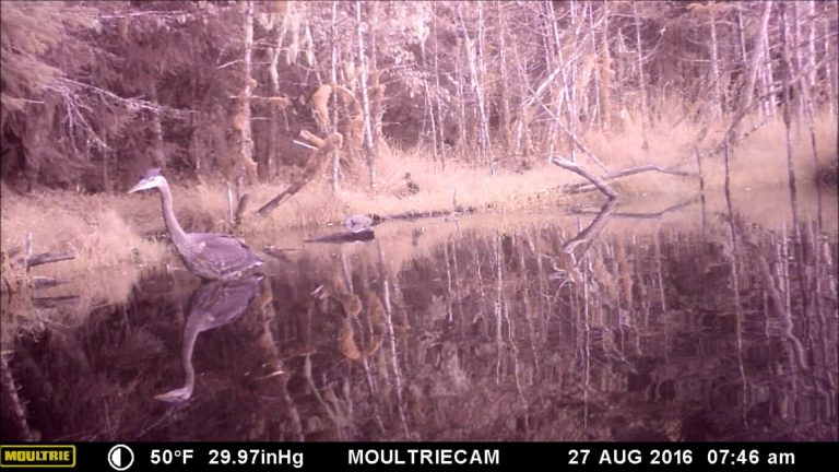 Testing a Digital game Camera