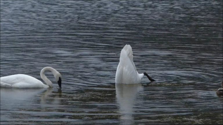 Trumpeter Swans feeding at Twin Lakes