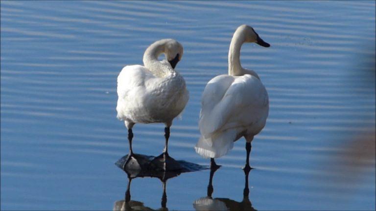 Trumpeter Swans preening at Twin Lakes