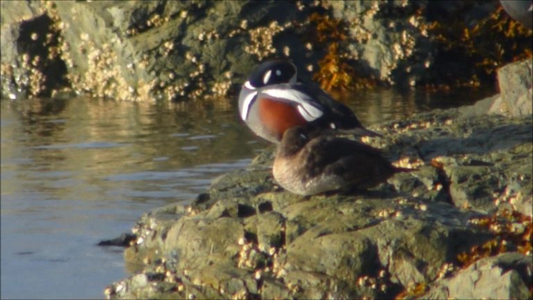 Harlequin Ducks in Alaska