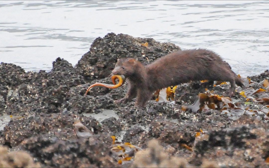 Mink in Alaska
