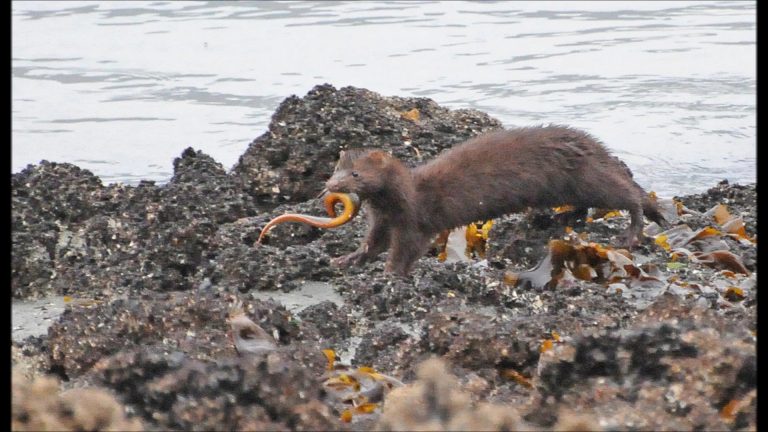 Mink in Alaska