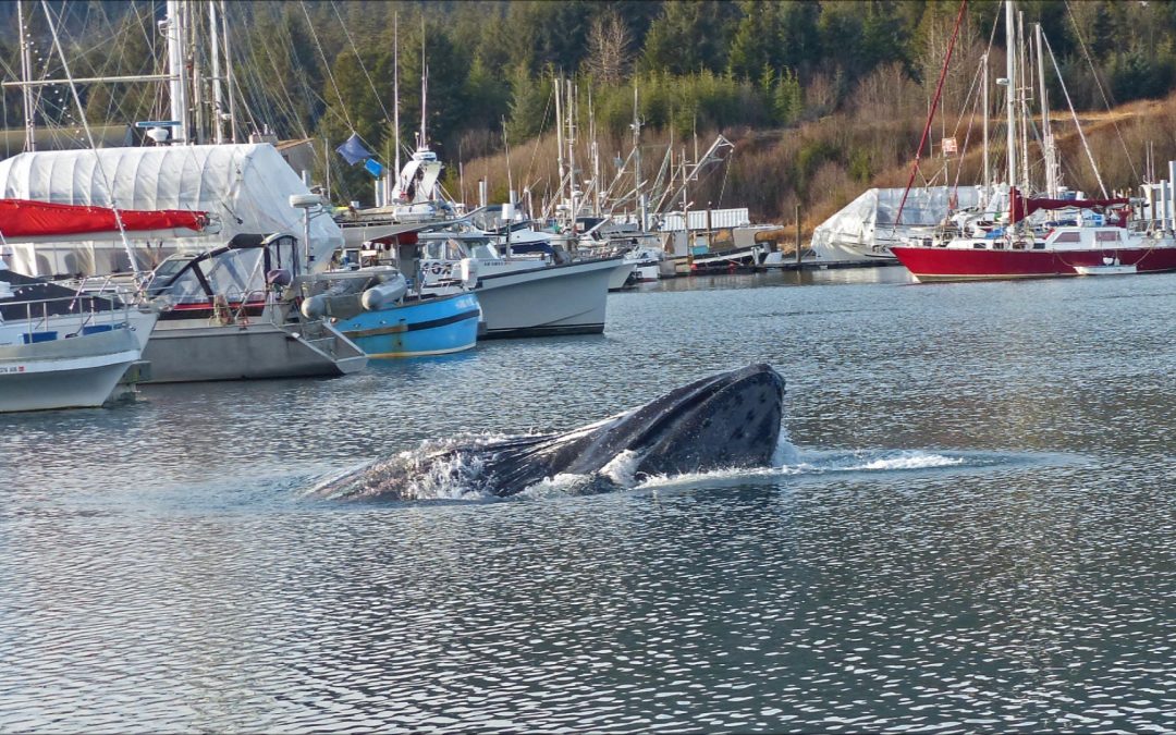 Auke Bay in Juneau, Alaska on January 30, 2017