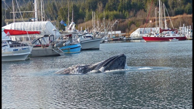 Auke Bay in Juneau, Alaska on January 30, 2017