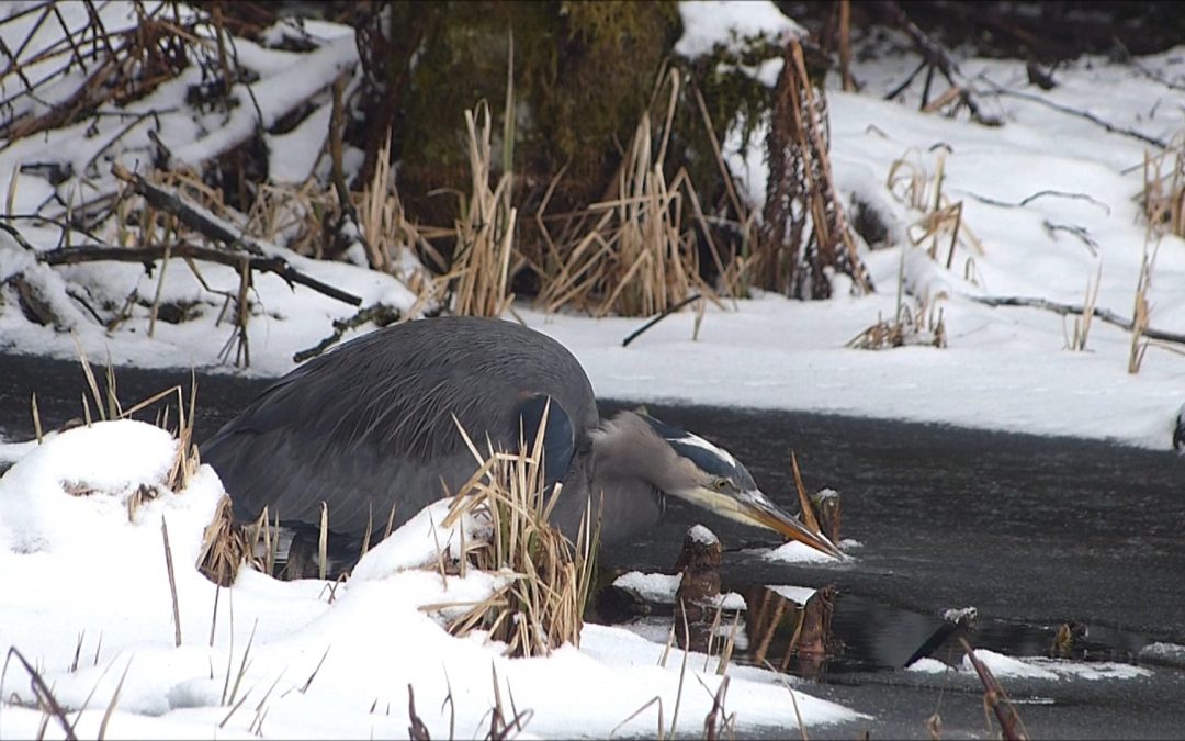 Watching herons feeding is like