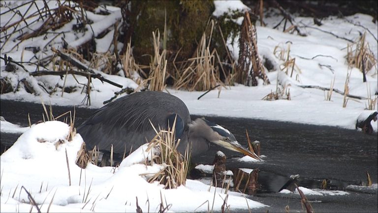 Watching herons feeding is like