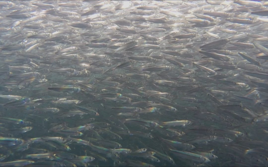 Pacific Herring in Auke Bay