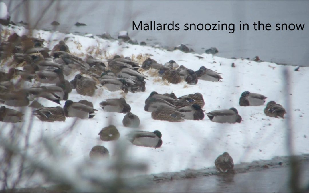 Mallards Snoozing in the Snow