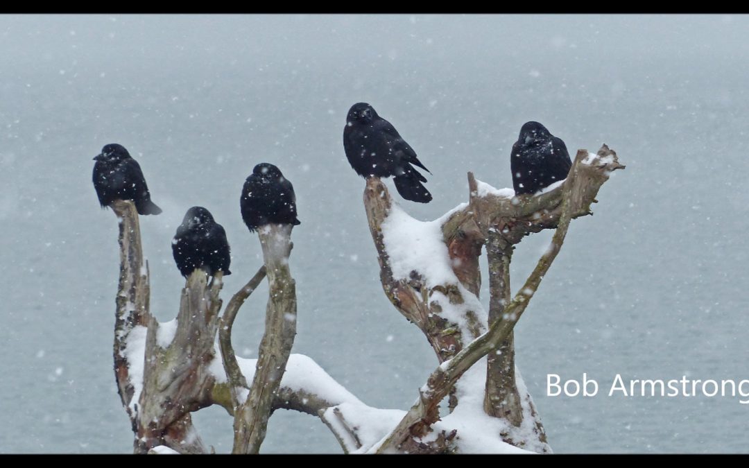 Crows at High Tide
