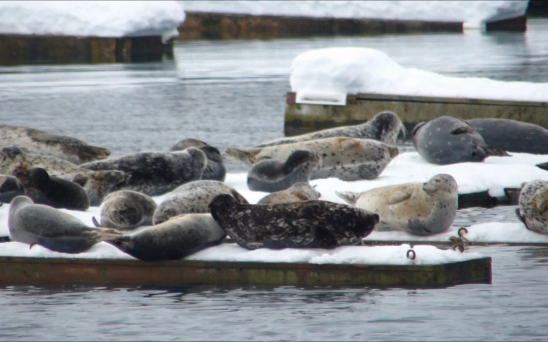 Harbor Seals in Auke Bay