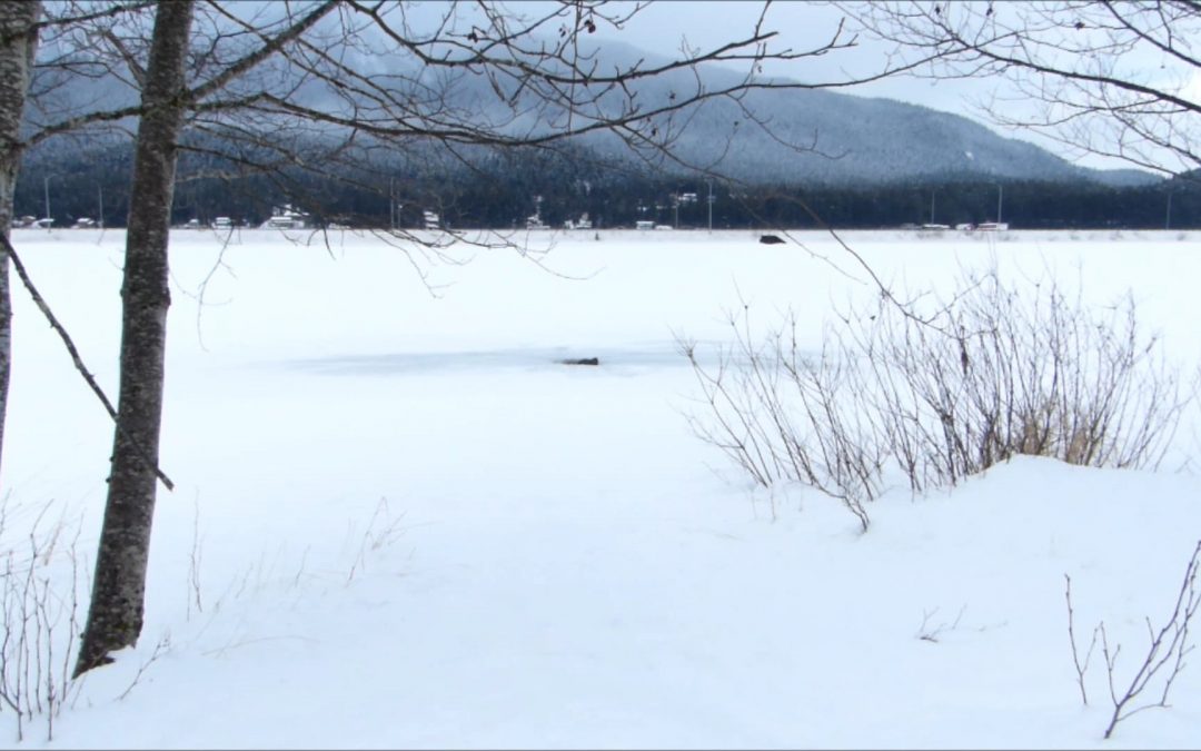 River Otter feeding at Twin Lakes