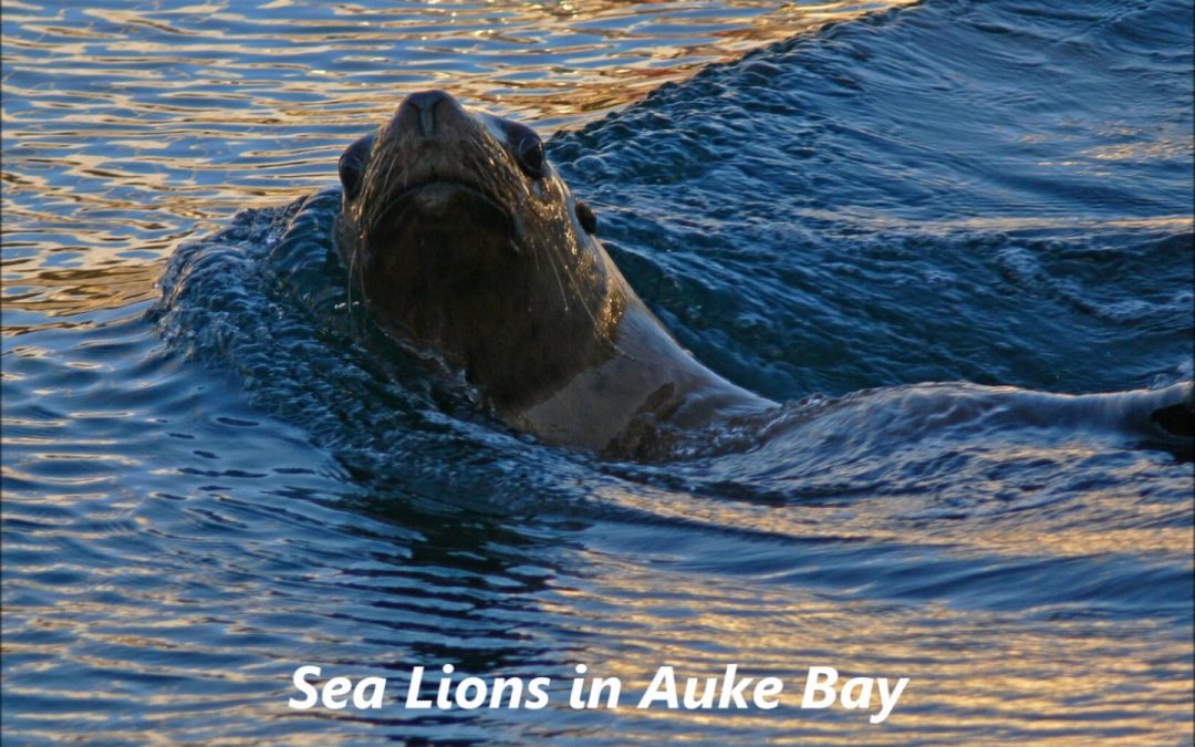 Sea Lions in Auke Bay