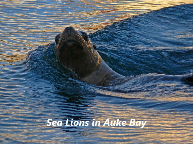 Sea Lions in Auke Bay