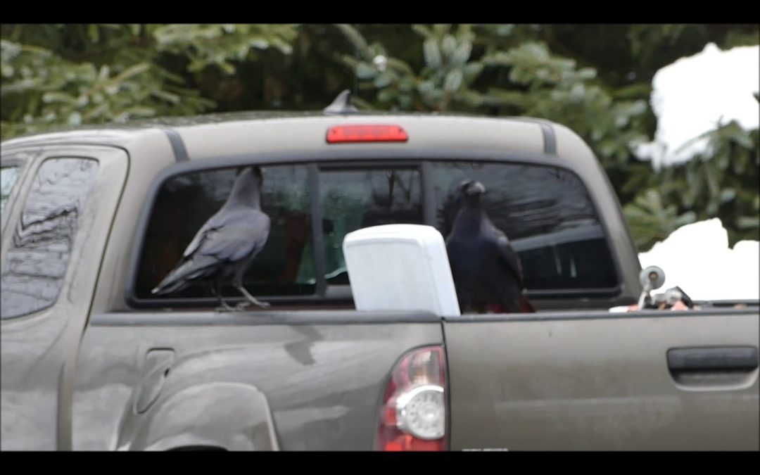 Robbing a Cooler