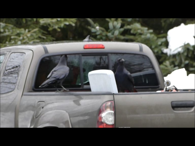 Robbing a Cooler