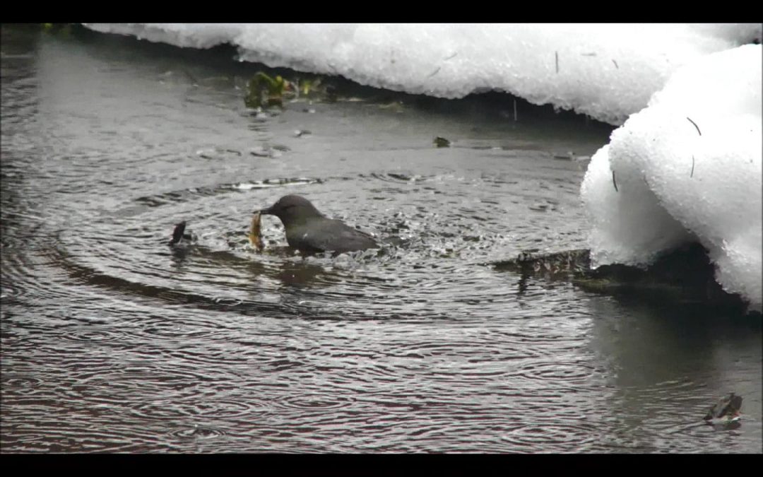 Dipper Subduing Fish