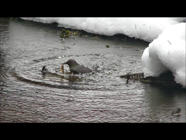 Dipper Subduing Fish