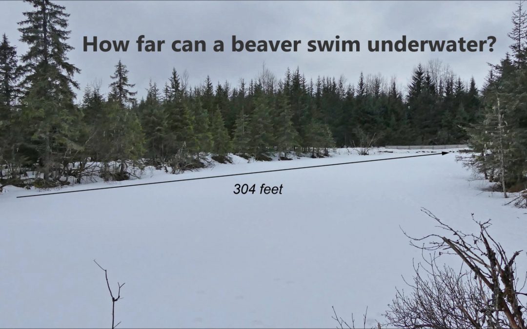 How far can a beaver swim underwater?