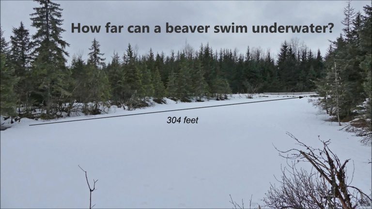 How far can a beaver swim underwater?