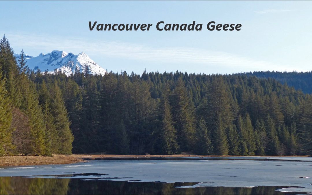 Vancouver Canada Geese