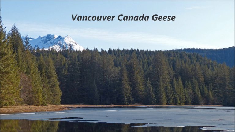 Vancouver Canada Geese