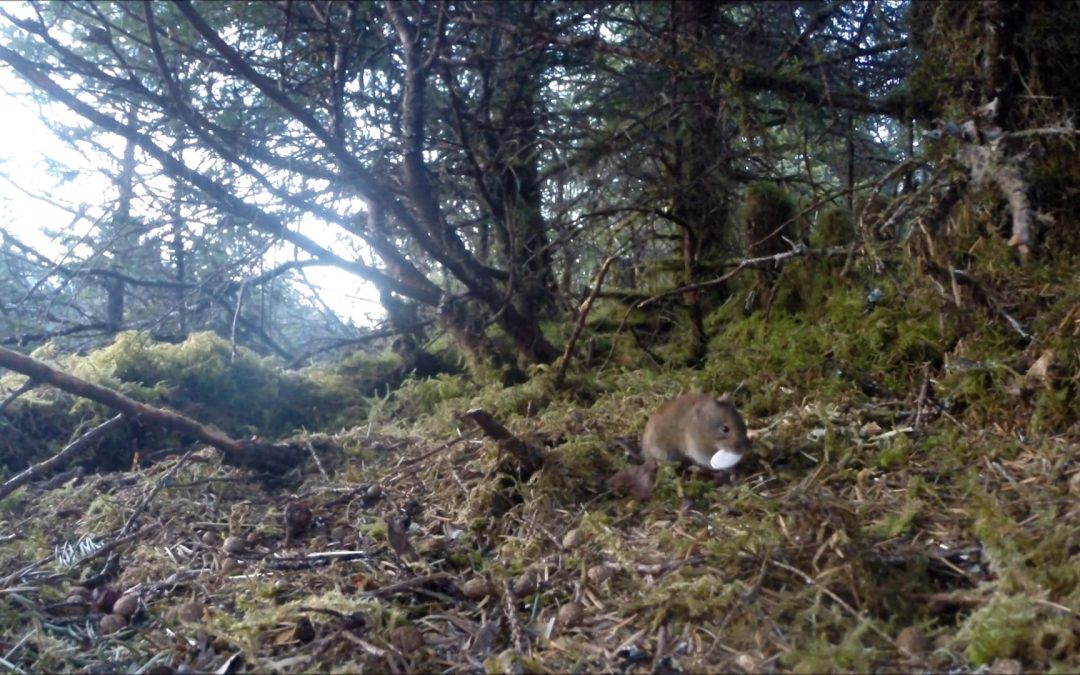 Northern Red-backed Vole